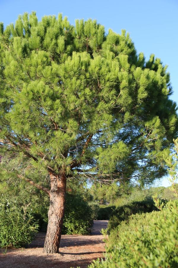 Aparthotel Casa Mia Porto-Vecchio  Zewnętrze zdjęcie